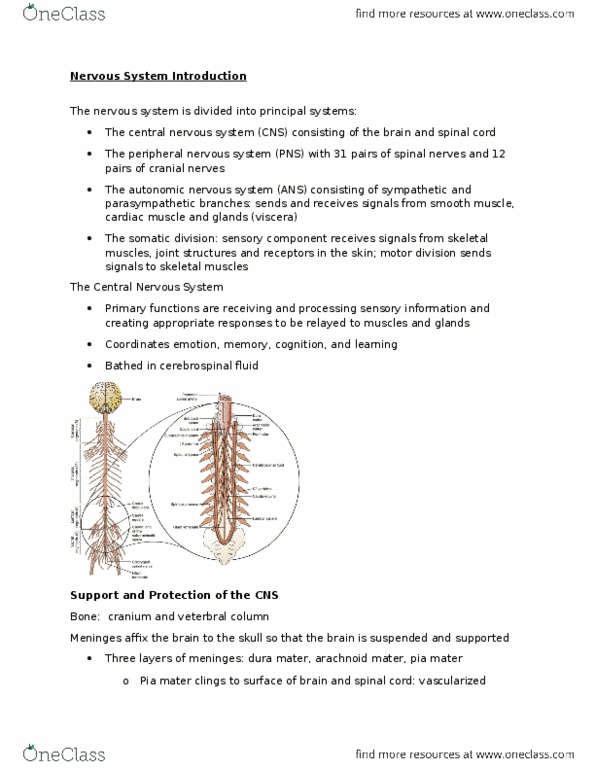 Nursing HDP401 Lecture 3: Nervous System Notes thumbnail