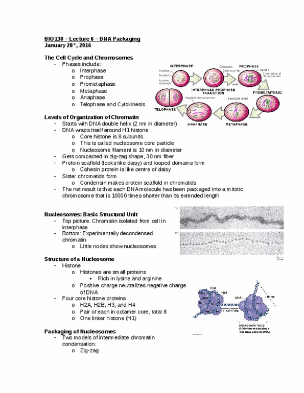 BIO130H1 Lecture Notes - Lecture 6: Histone H2B, Nucleosome, Nuclear Membrane thumbnail