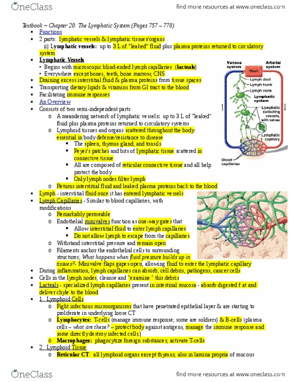 ANP 1106 Lecture Notes - Lecture 1: Pseudostratified Columnar Epithelium, Lymphatic Vessel, Splenic Vein thumbnail