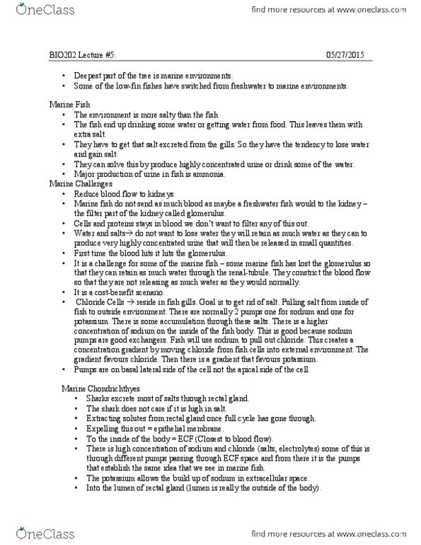 BIO202H5 Lecture Notes - Lecture 5: Nephron, Chondrichthyes, Renal Corpuscle thumbnail