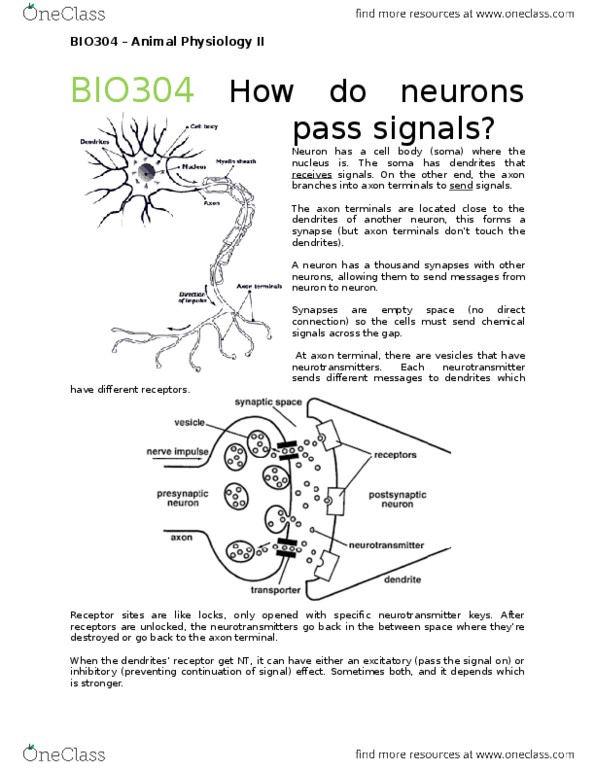 BIO304H5 Chapter Notes - Chapter 1: Myelin, Axon Terminal, Action Potential thumbnail