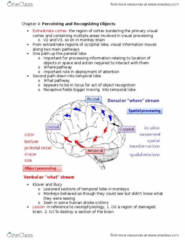 PSYB51H3 Chapter Notes - Chapter 4: Principles Of Grouping, Illusory Contours, Extrastriate Cortex thumbnail