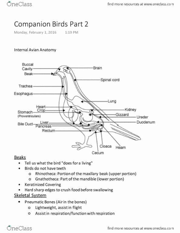 ANSC 2060 Lecture Notes - Lecture 4: Flightless Bird, Lettuce, Cloaca thumbnail