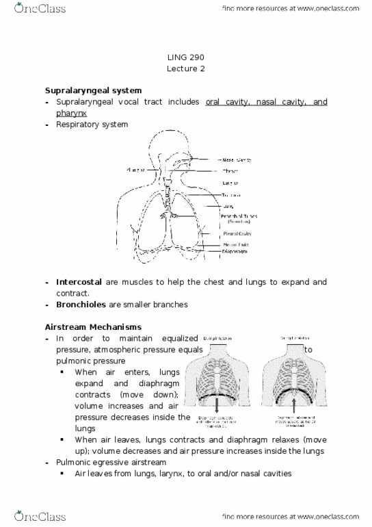 LING 290 Lecture Notes - Lecture 2: Vocal Folds, Vocal Tract, Palatine Uvula thumbnail