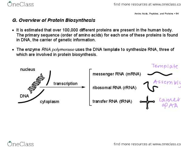 Chemistry 2223B Lecture Notes - Lecture 6: Adenosine Monophosphate, Protein Biosynthesis, Nucleophilic Acyl Substitution thumbnail