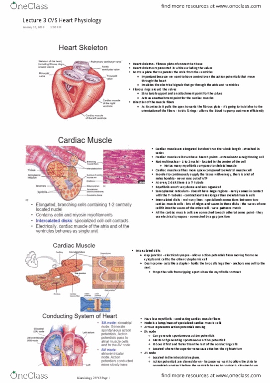 KINESIOL 1YY3 Lecture Notes - Lecture 3: Tricuspid Valve, Atrioventricular Node, Interatrial Septum thumbnail