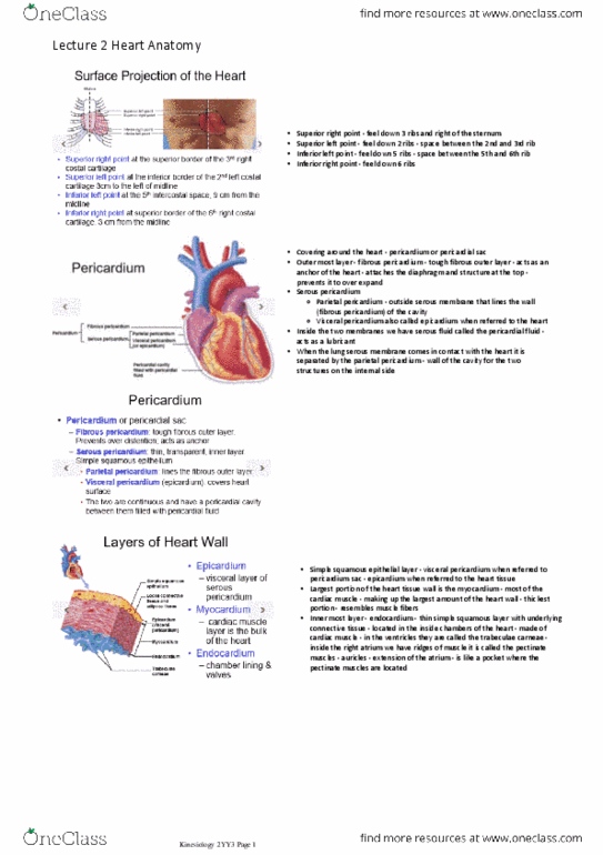 KINESIOL 1YY3 Lecture Notes - Lecture 2: Posterior Interventricular Sulcus, Anterior Interventricular Branch Of Left Coronary Artery, Posterior Interventricular Artery thumbnail