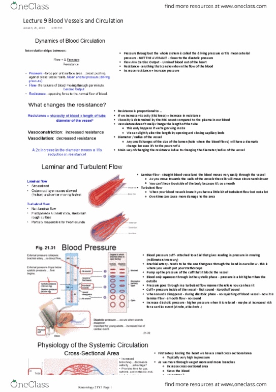 KINESIOL 1YY3 Lecture Notes - Lecture 9: Mean Arterial Pressure, Brachial Artery, Blood Vessel thumbnail