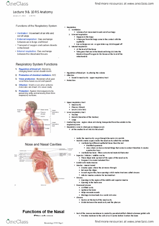 KINESIOL 1YY3 Lecture Notes - Lecture 10: Nasal Cavity, Nasal Meatus, Soft Palate thumbnail