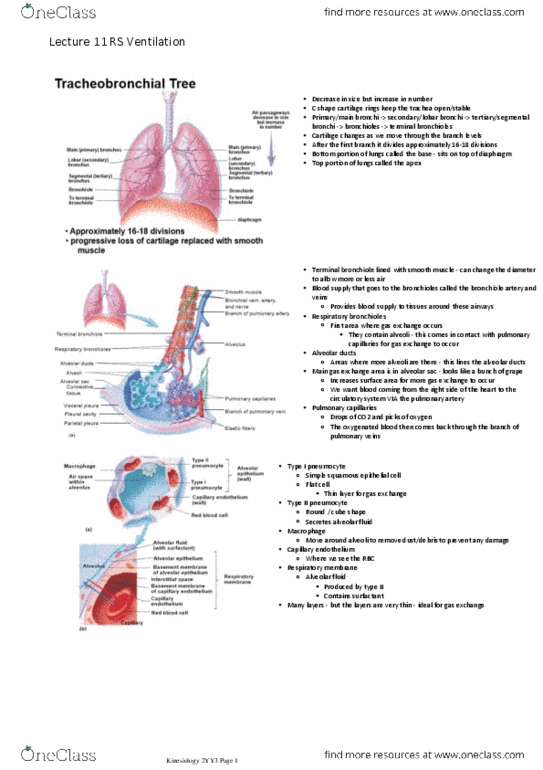 KINESIOL 1YY3 Lecture Notes - Lecture 11: Alveolar Cells, Pulmonary Vein, Pleural Cavity thumbnail