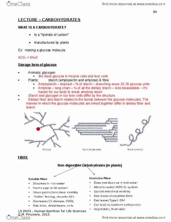 LIFESCI 2N03 Lecture Notes - Lecture 5: Glycemic Load, Baked Potato, Rye Bread thumbnail