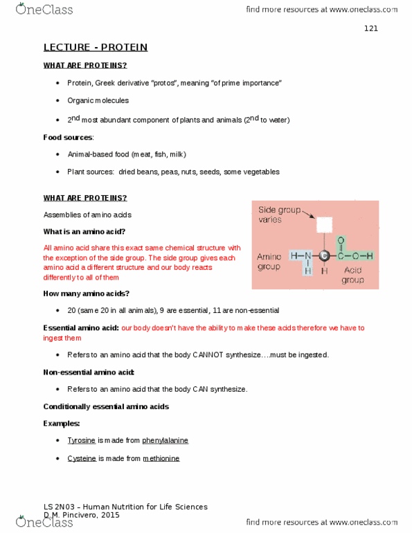 LIFESCI 2N03 Lecture Notes - Lecture 7: Branched-Chain Amino Acid, Essential Amino Acid, Oxidative Deamination thumbnail