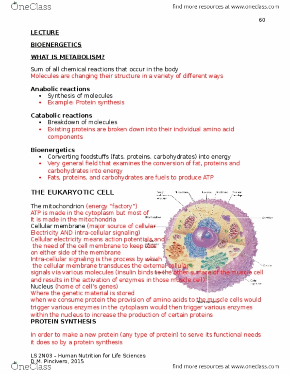 LIFESCI 2N03 Lecture Notes - Lecture 4: Phosphocreatine, Endoplasmic Reticulum, Adenosine Diphosphate thumbnail