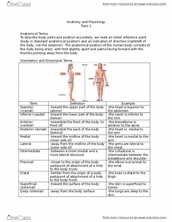 ANP 1106 Lecture Notes - Lecture 1: Standard Anatomical Position, Pleural Cavity, Thoracic Cavity thumbnail