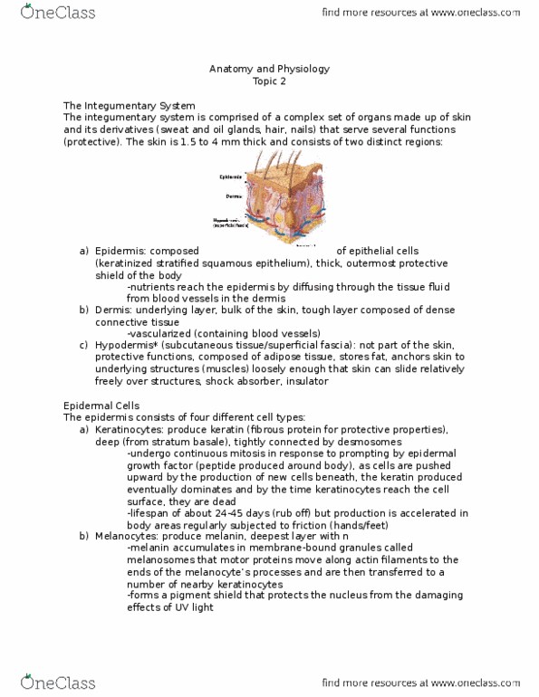 ANP 1106 Lecture Notes - Lecture 2: Stratum Corneum, Dense Irregular Connective Tissue, Epithelial Root Sheath thumbnail