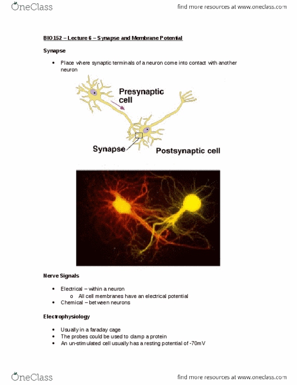 BIOLOGY 152 Lecture Notes - Lecture 6: Faraday Cage, Membrane Potential, Cell Membrane thumbnail