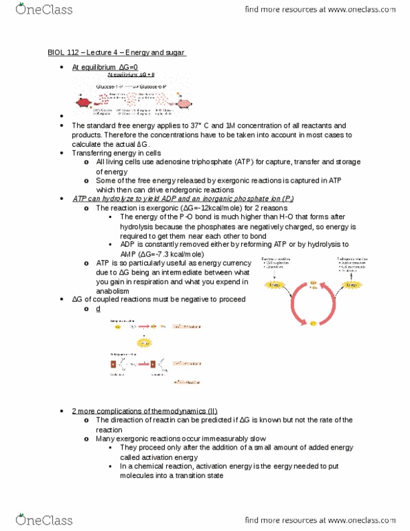 BIOL 112 Lecture Notes - Lecture 4: Glycosidic Bond, Exergonic Reaction, Adenosine Triphosphate thumbnail