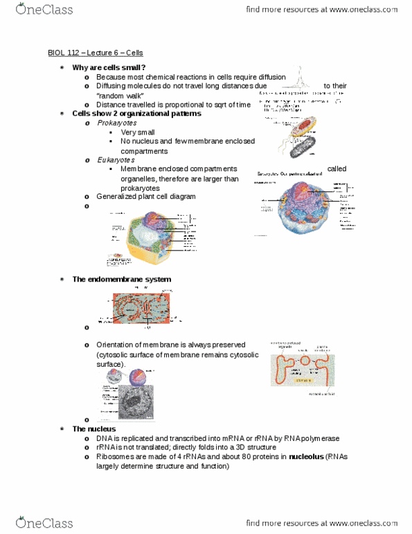 BIOL 112 Lecture Notes - Lecture 6: Extracellular Fluid, Endomembrane System, Cytosol thumbnail