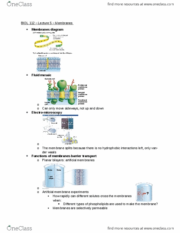 BIOL 112 Lecture Notes - Lecture 5: Peripheral Membrane Protein, Integral Membrane Protein, Lipid Bilayer thumbnail