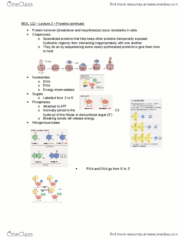 BIOL 112 Lecture Notes - Lecture 2: Ribose, Deoxyribose, Cytosine thumbnail