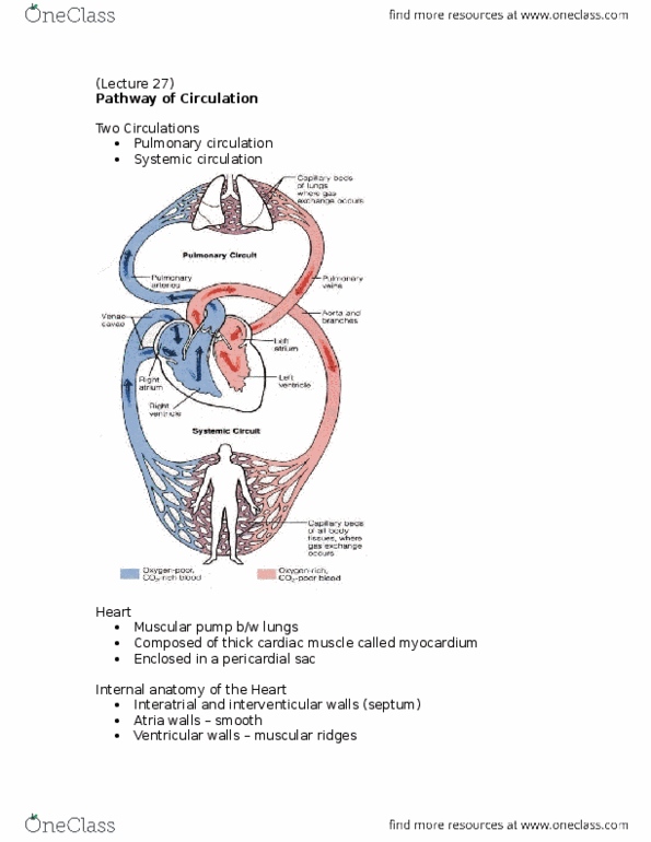 BIOL355 Lecture Notes - Lecture 27: Pulmonary Vein, Pulmonary Artery, Pulmonary Circulation thumbnail