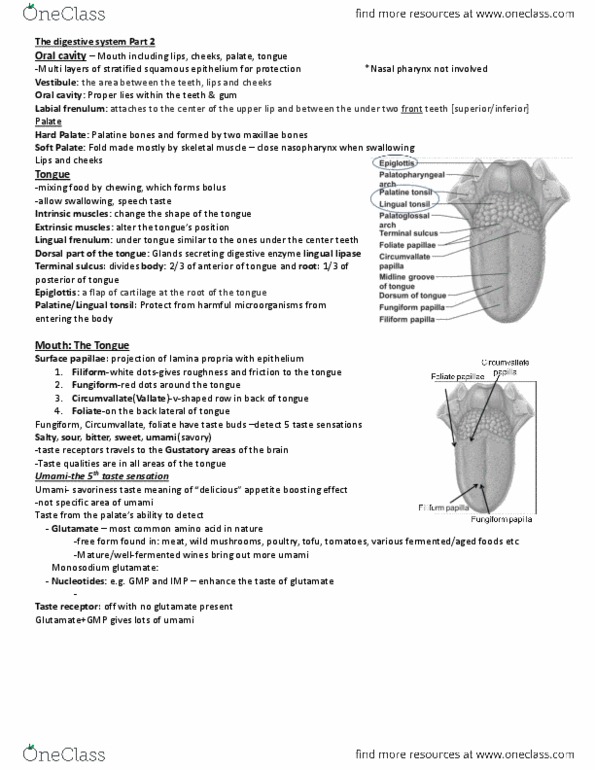 ANP 1107 Lecture Notes - Lecture 2: Loose Connective Tissue, Parotid Duct, Taste Receptor thumbnail