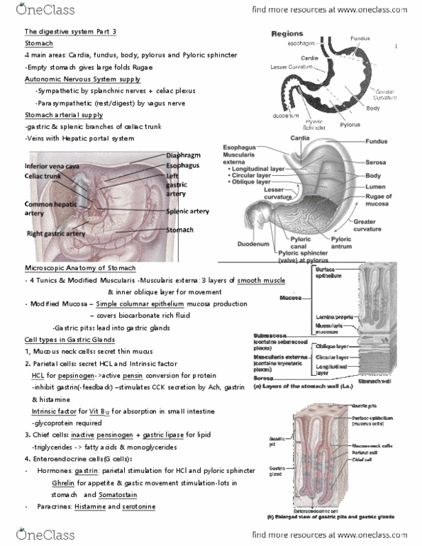 ANP 1107 Lecture Notes - Lecture 3: Extracellular Fluid, Parietal Cell, Stomach thumbnail