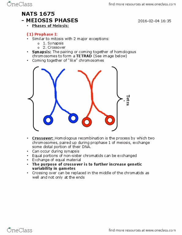 NATS 1675 Lecture Notes - Lecture 3: Spermatogenesis, Sister Chromatids, Mitochondrion thumbnail