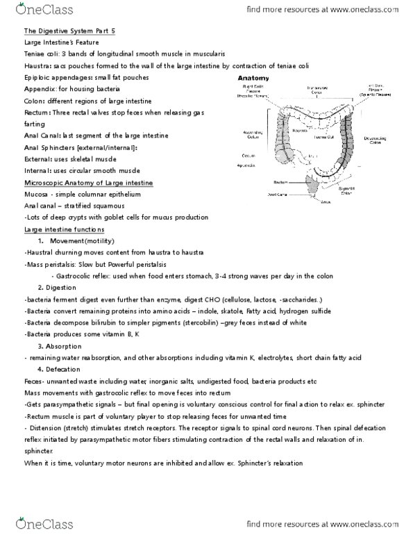 ANP 1107 Lecture Notes - Lecture 5: Glycogen, Phospholipid, Constipation thumbnail