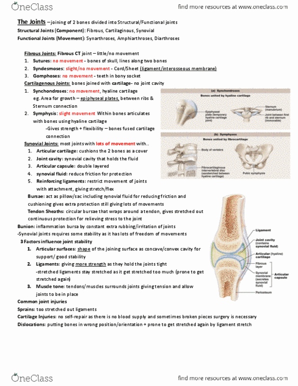 ANP 1106 Lecture Notes - Lecture 6: Coracohumeral Ligament, Olecranon, Fibrocartilage thumbnail