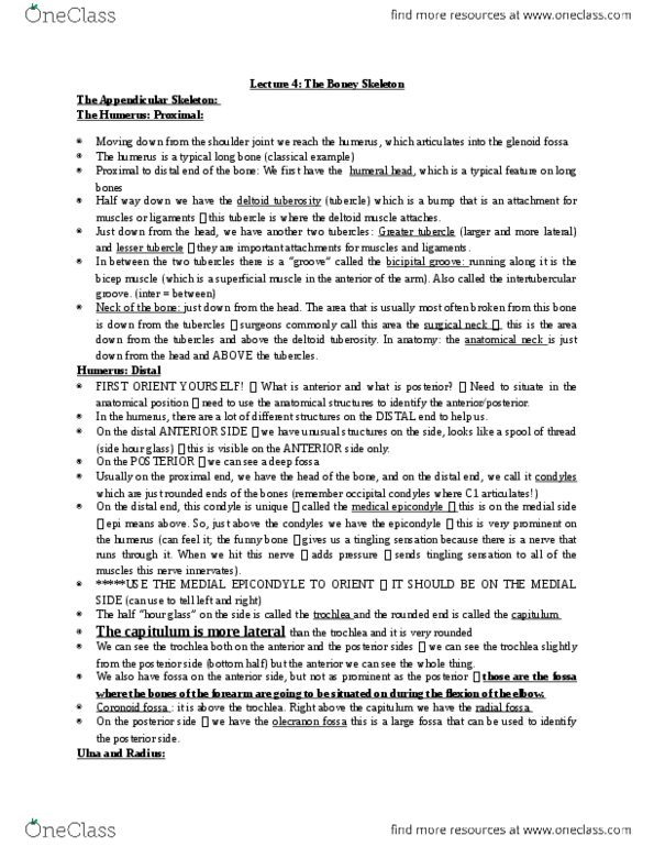 Health Sciences 2300A/B Lecture Notes - Lecture 4: Radial Notch, Gluteal Tuberosity, Temporal Styloid Process thumbnail