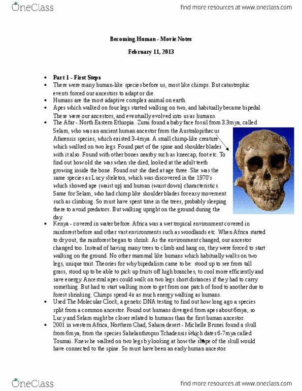 ANT101H5 Lecture Notes - Lecture 12: Hand Axe, Temporal Lobe, Smilodon thumbnail