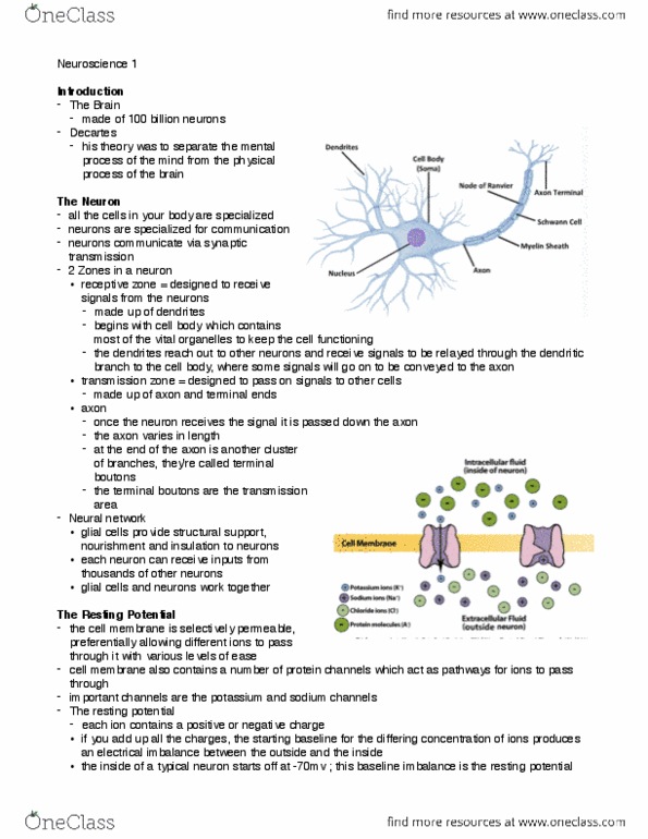 PSYCH 1XX3 Lecture Notes - Lecture 5: Neural Tube, Oligodendrocyte, Artificial Neural Network thumbnail
