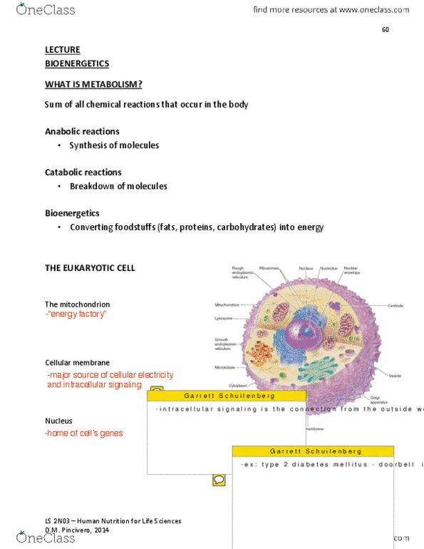LIFESCI 2N03 Lecture Notes - Lecture 4: Cytoplasm, Adrian Fulford, Metabolic Pathway thumbnail