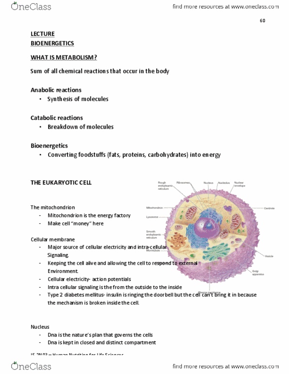 LIFESCI 2N03 Lecture Notes - Lecture 12: Red Blood Cell, Glycogenolysis, Fluid Balance thumbnail