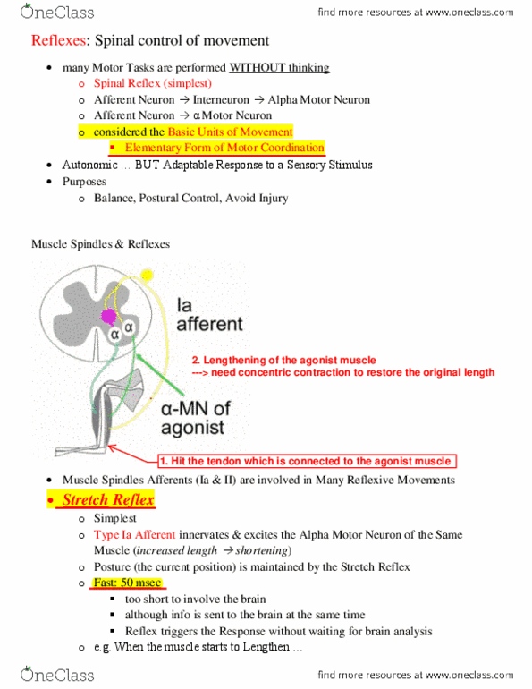 KINE 3020 Lecture Notes - Lecture 4: Quadriceps Femoris Muscle, Dendrite, Golgi Tendon Organ thumbnail
