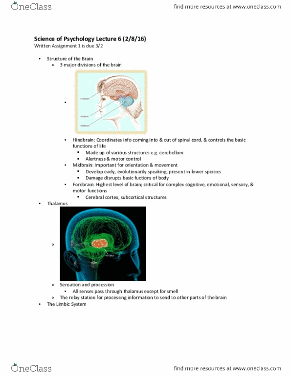 PSYC W1001 Lecture Notes - Lecture 6: Temporal Lobe, Hindbrain, Hypothalamus thumbnail