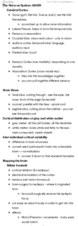 PSYC 101 Lecture Notes - Lecture 10: Occipital Lobe, Temporal Lobe, Parietal Lobe thumbnail