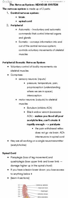 PSYC 101 Lecture Notes - Lecture 9: Autonomic Nervous System, Sympathetic Nervous System, Vagus Nerve thumbnail