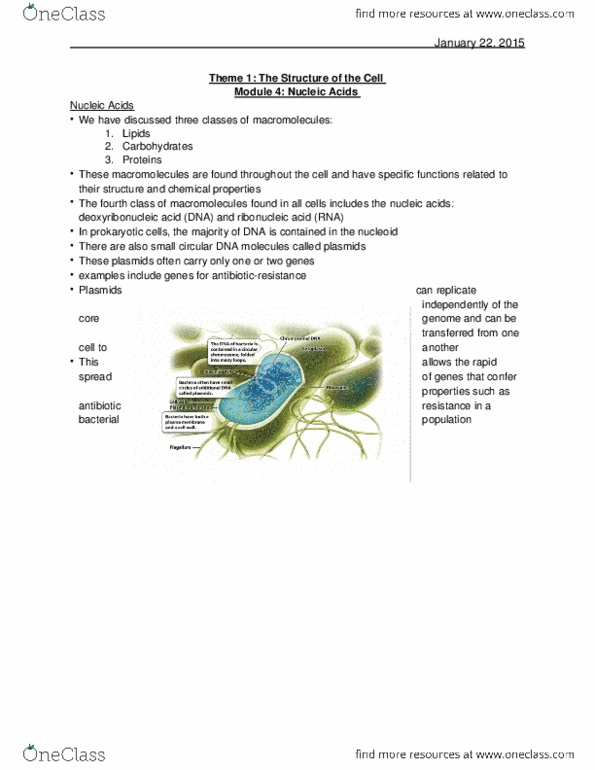 BIOLOGY 1A03 Chapter Notes - Chapter 14: Dna Supercoil, Plasmid, Nitrogenous Base thumbnail