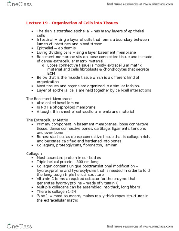 BSCI-1510 Lecture Notes - Lecture 19: Type Iv Collagen, Loose Connective Tissue, Von Willebrand Factor thumbnail