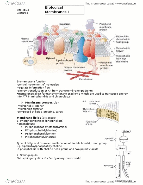 BIOL 2P03 Lecture Notes - Lecture 3: Peripheral Membrane Protein, Integral Membrane Protein, Membrane Lipids thumbnail