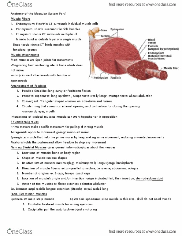 ANP 1106 Lecture Notes - Lecture 7: Longissimus, Splenius Capitis Muscle, Cervical Vertebrae thumbnail