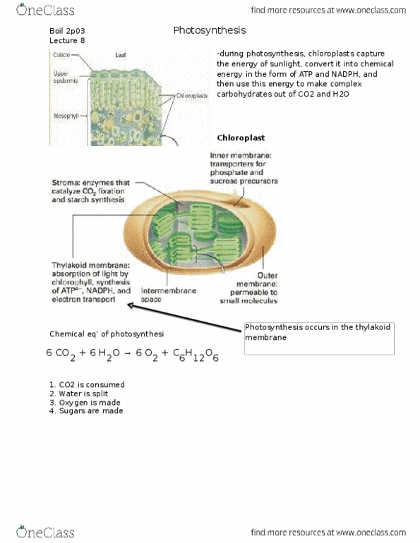 BIOL 2P03 Lecture Notes - Lecture 8: Carbon Fixation, Chloroplast Membrane, Electrochemical Gradient thumbnail