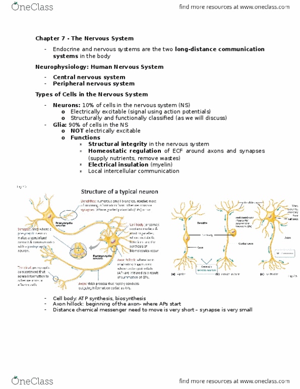 BIOLOGY 2A03 Chapter 7: Chapter 7 The Nervous System thumbnail