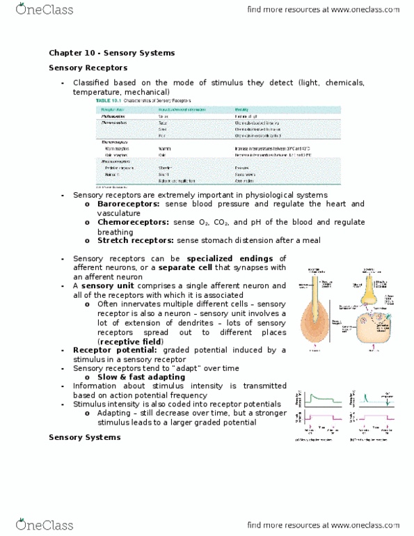 BIOLOGY 2A03 Chapter Notes - Chapter 10-11: Autonomic Nervous System, Lamellar Corpuscle, Sensory Neuron thumbnail