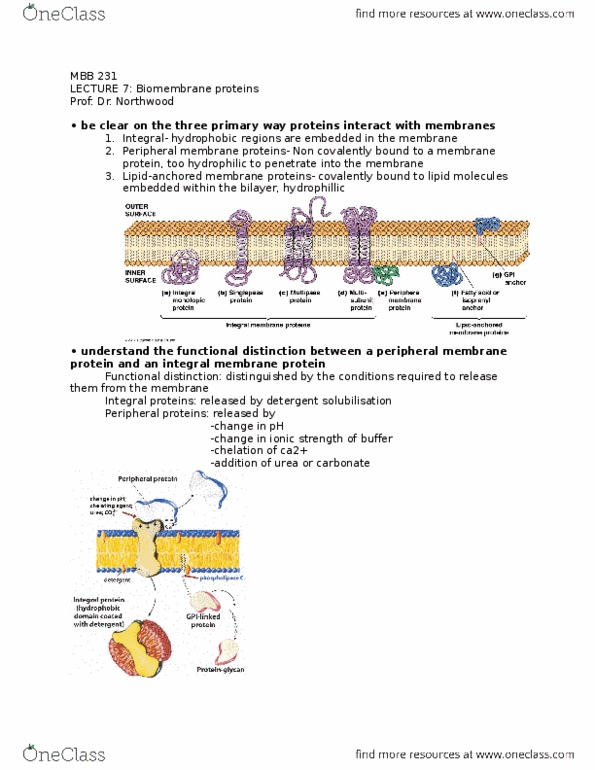MBB 231 Lecture Notes - Lecture 7: Integral Membrane Protein, Peripheral Membrane Protein, Isoprene thumbnail