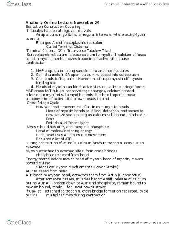 KINESIOL 1A03 Lecture Notes - Lecture 11: Endoplasmic Reticulum, Myosin Head, Calcium Atpase thumbnail