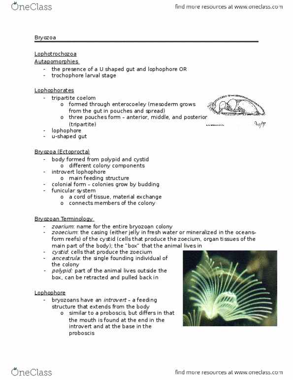 BIO 2135 Lecture Notes - Lecture 5: Lophophore, Bryozoa, Lophotrochozoa thumbnail