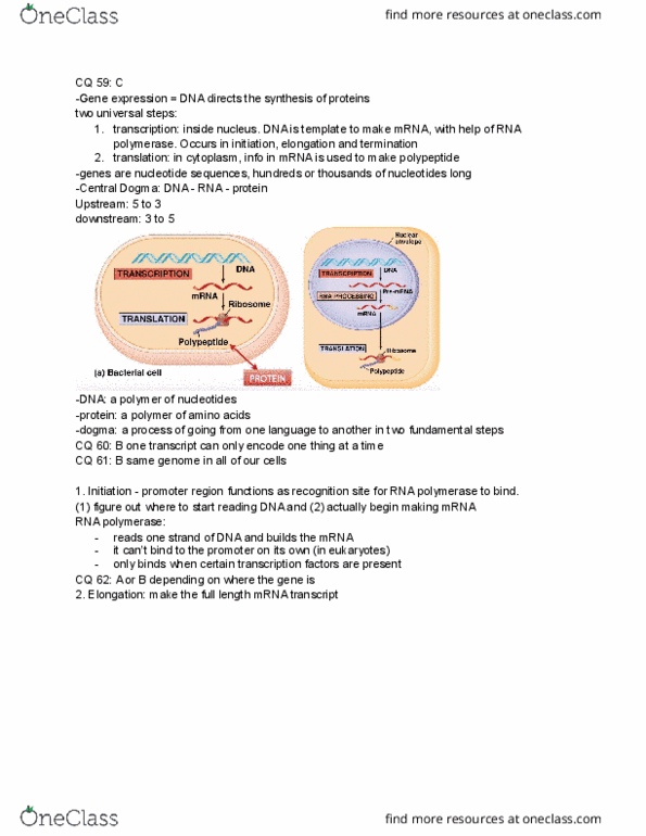 EBIO 1210 Lecture Notes - Lecture 1: Rna Virus, Start Codon, Nuclear Membrane thumbnail